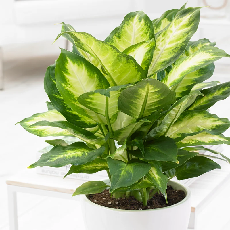 247plants3854437