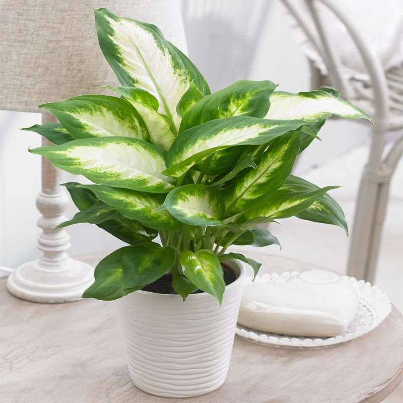 247plants3854579