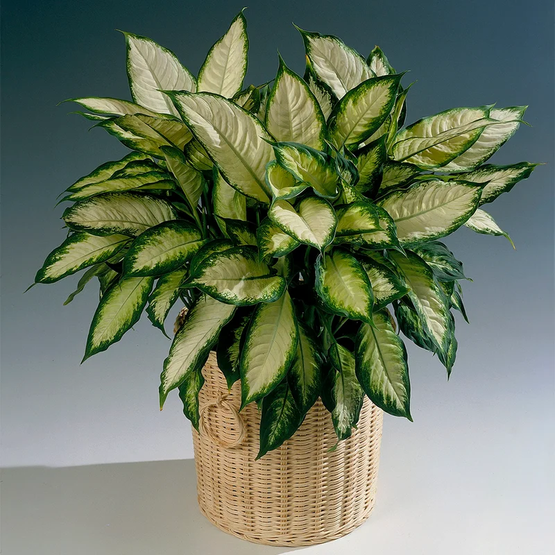 247plants3854758