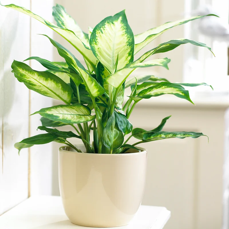 247plants3854893