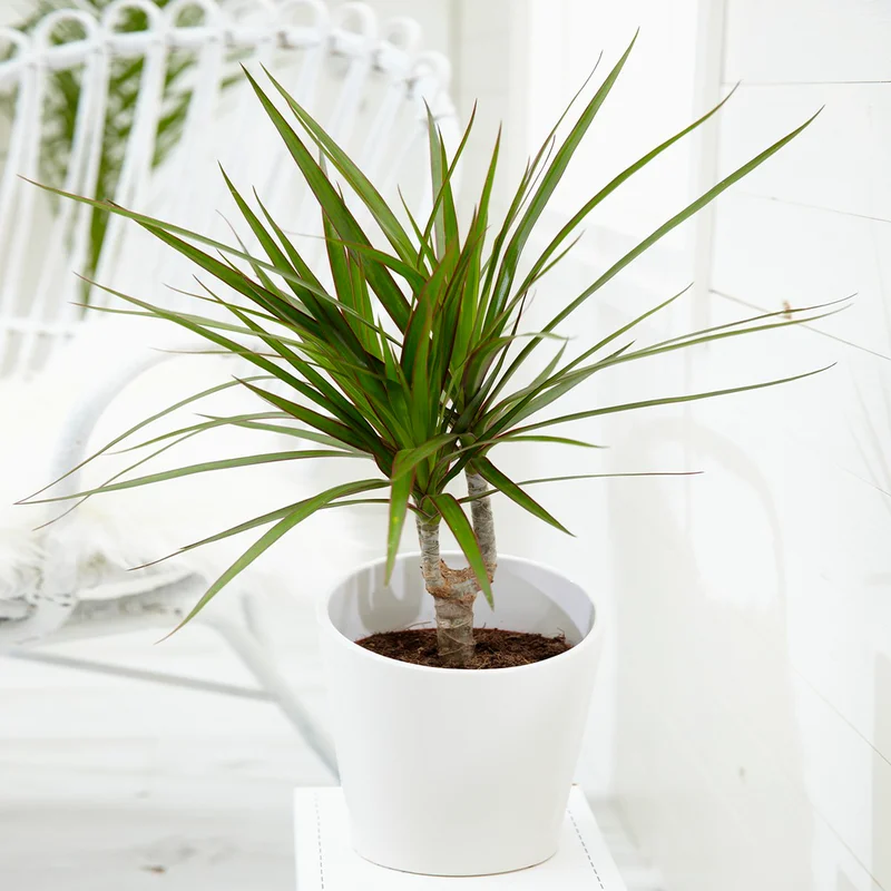 247plants3855176