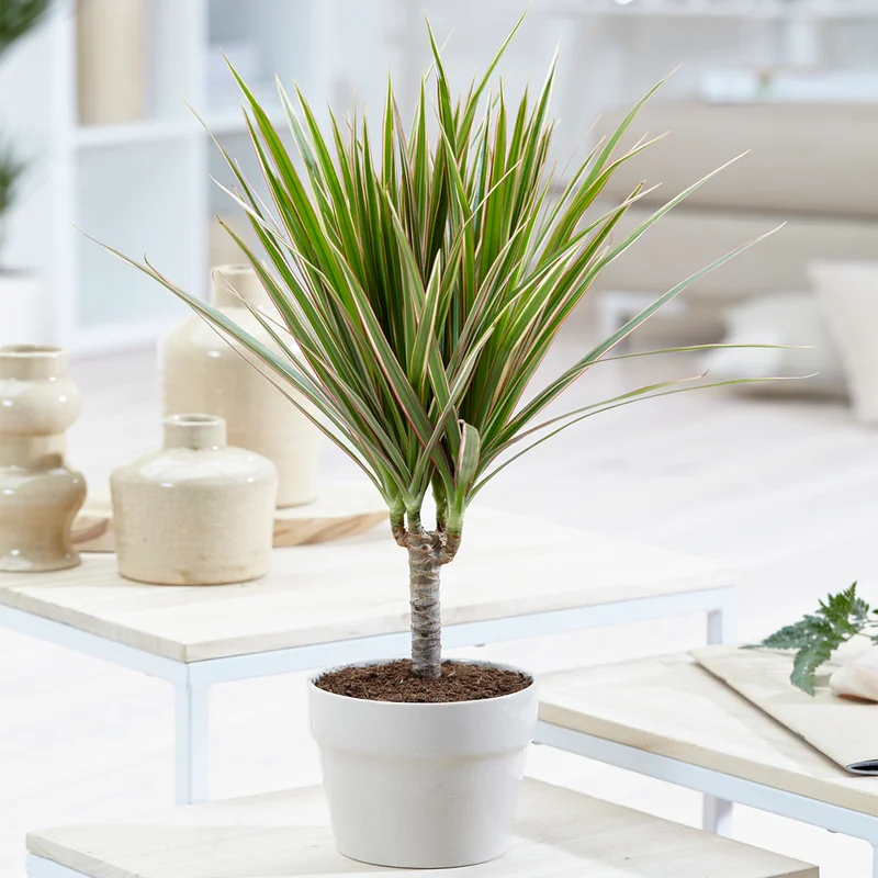 247plants3855473