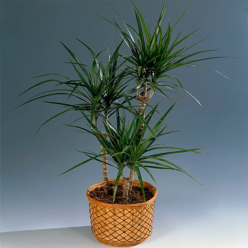 247plants3855649