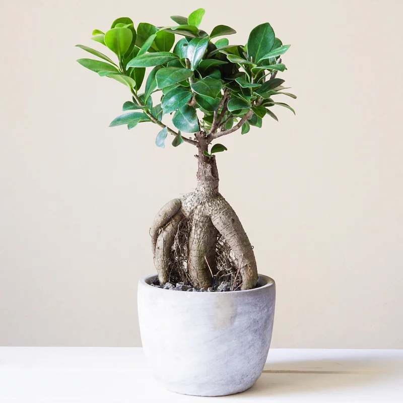247plants3855844