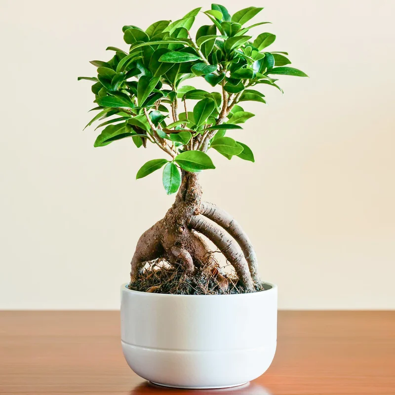 247plants3855887