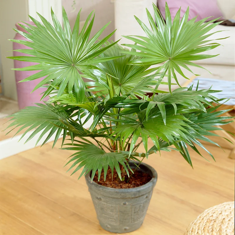 247plants3856694