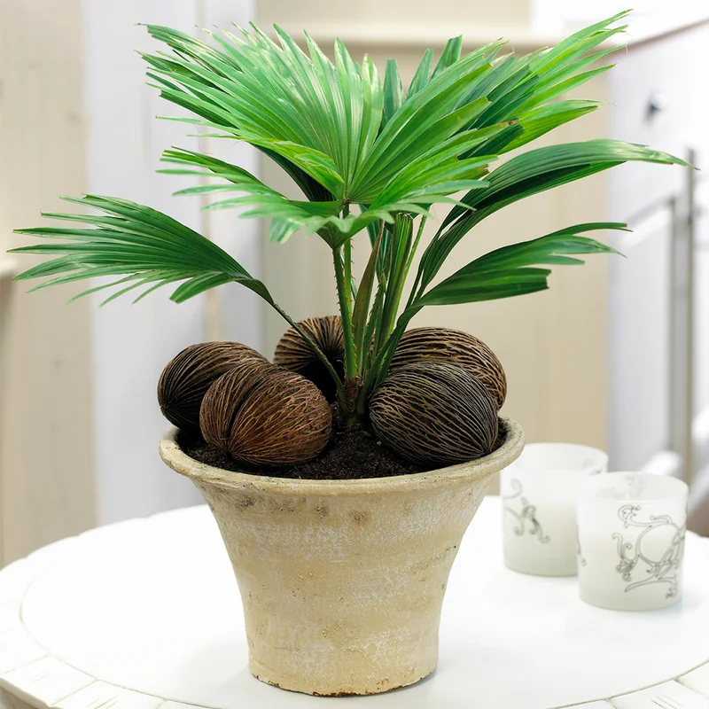247plants3856851