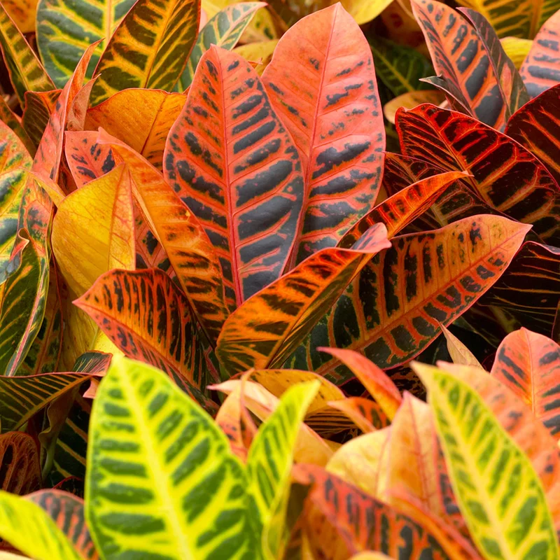 247plants3856987