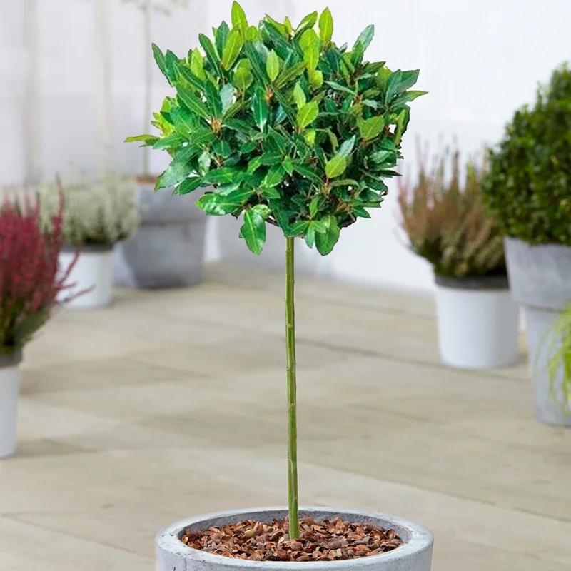 247plants3857625