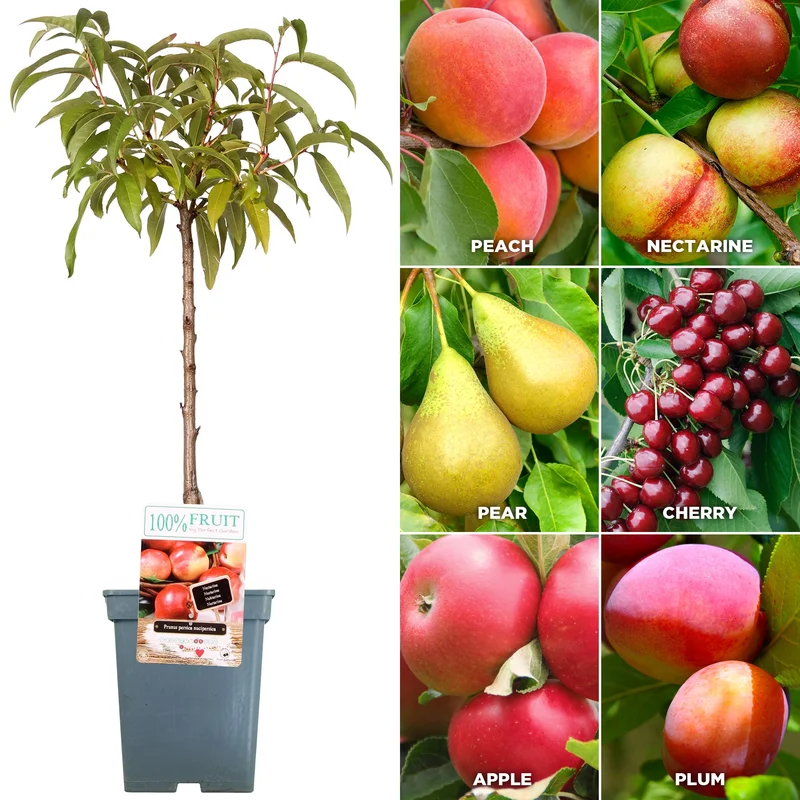 247plants3857702