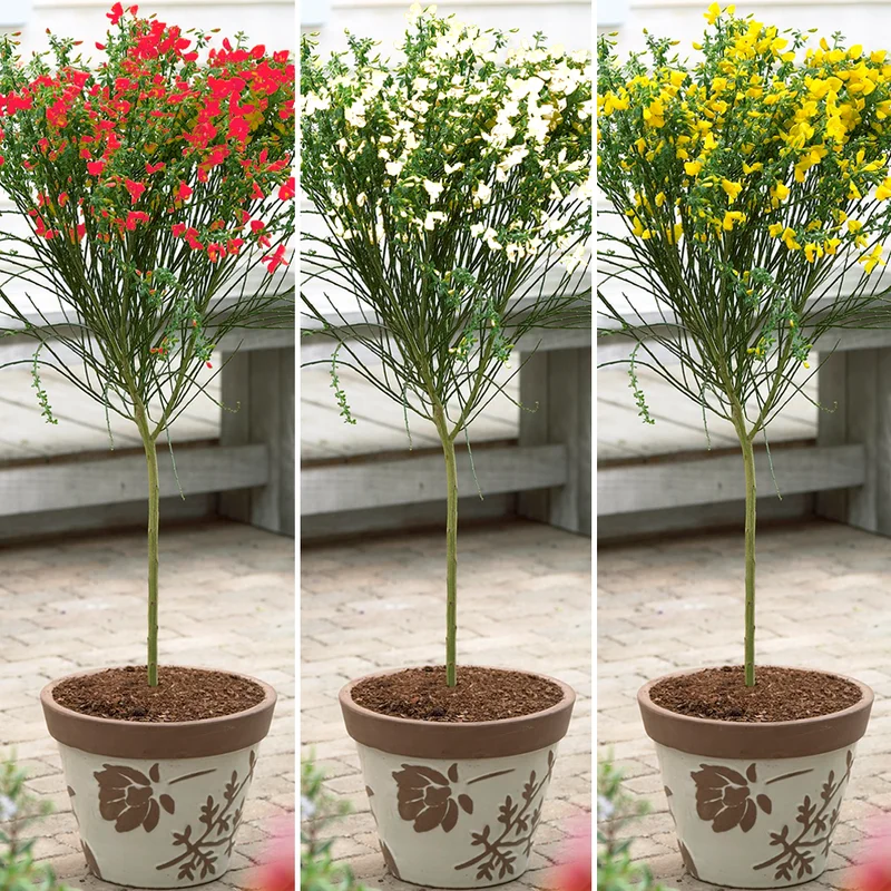 247plants3857886