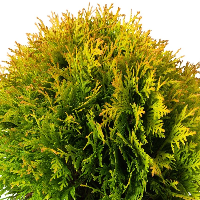 247plants3858968