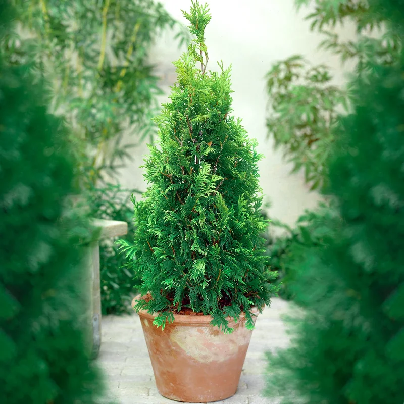 247plants3859181