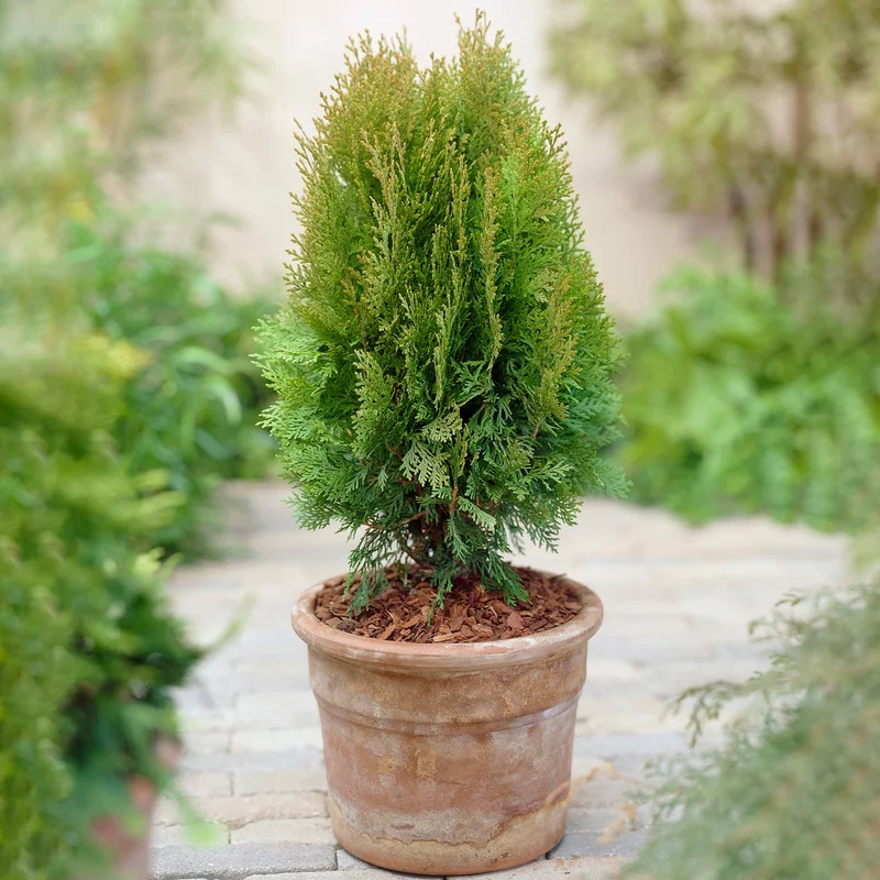 247plants3859315