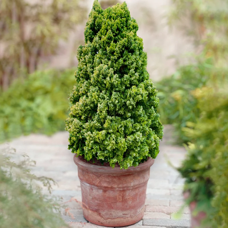 247plants3859380