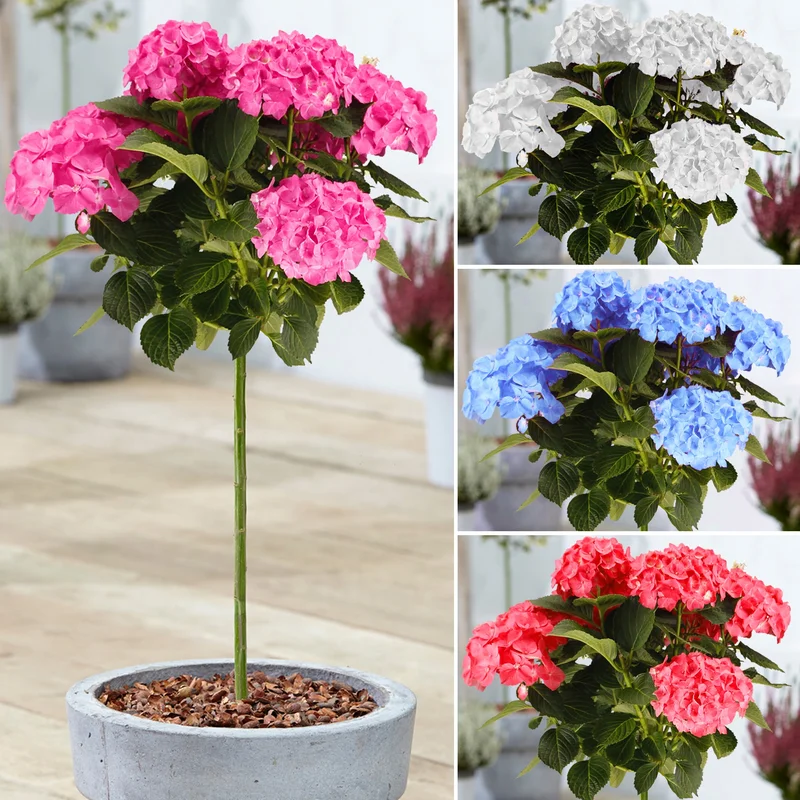 247plants3859763