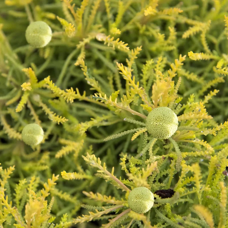 247plants3860460