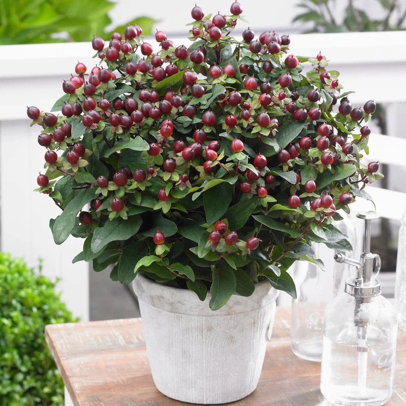 247plants3860960
