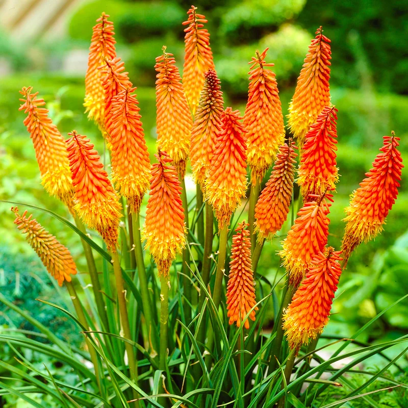247plants3861036