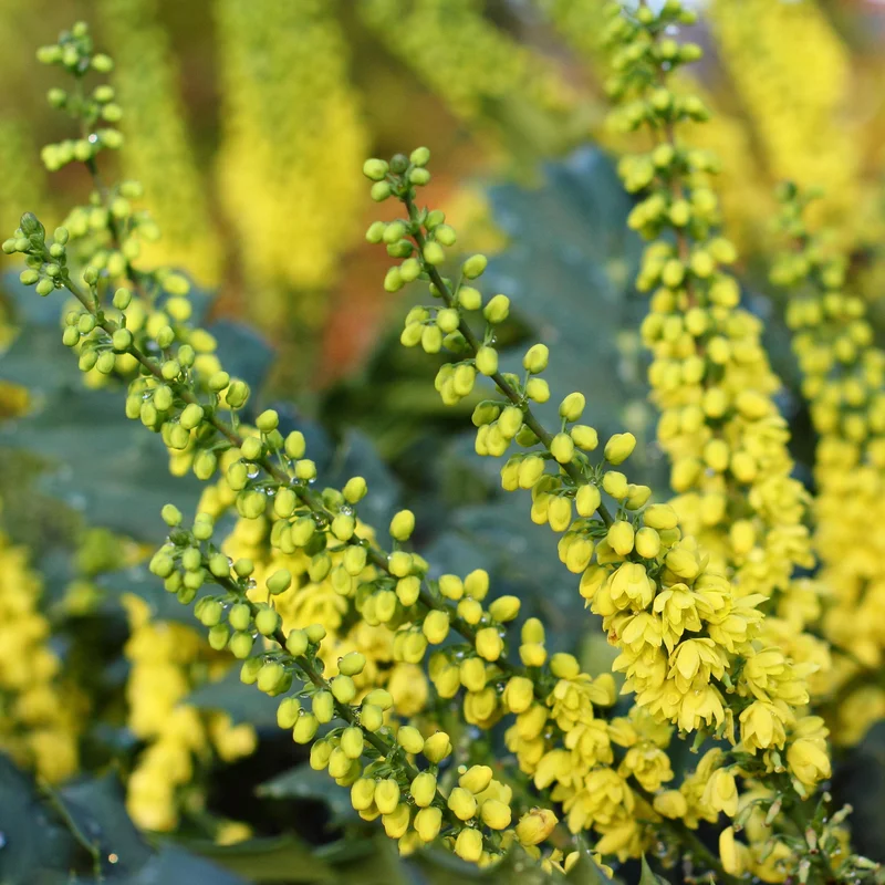 247plants3861201