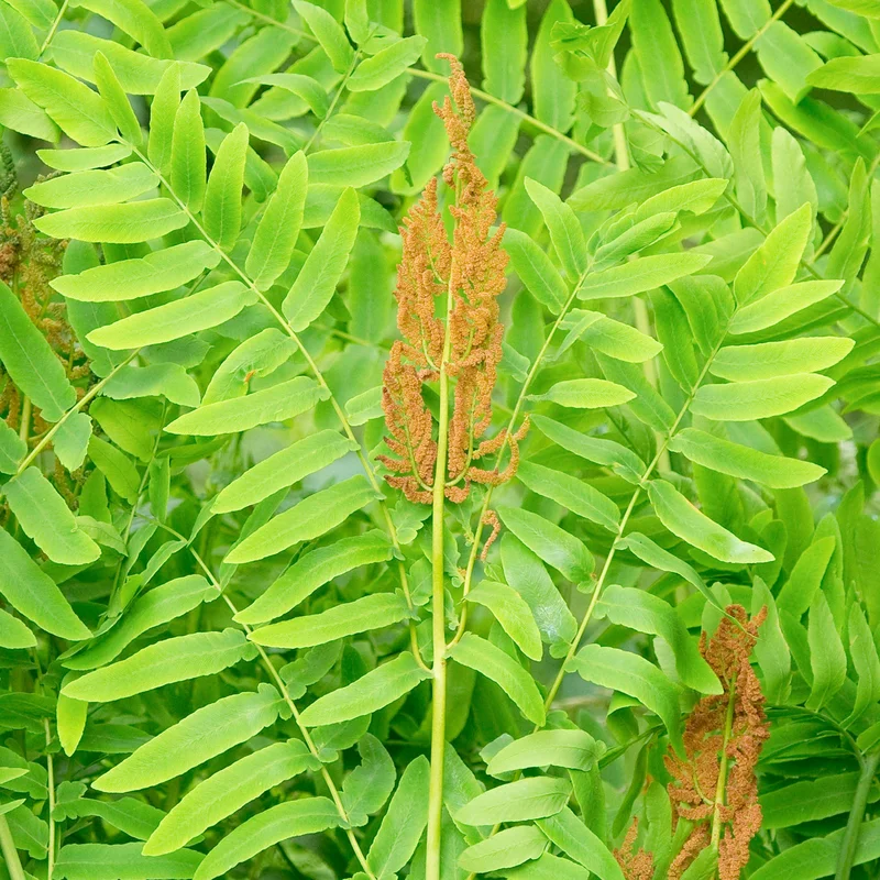 247plants3861394