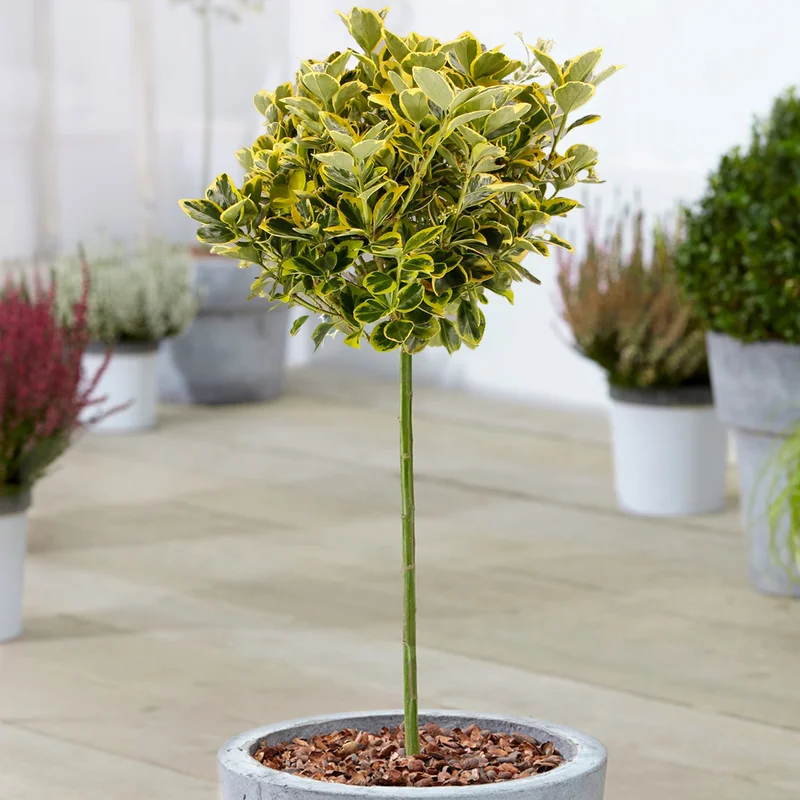 247plants3861545