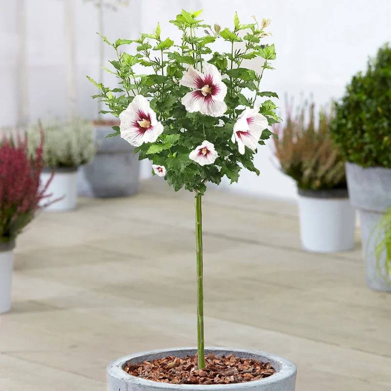 247plants3861587