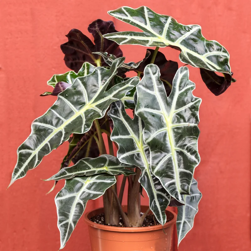 247plants3861765