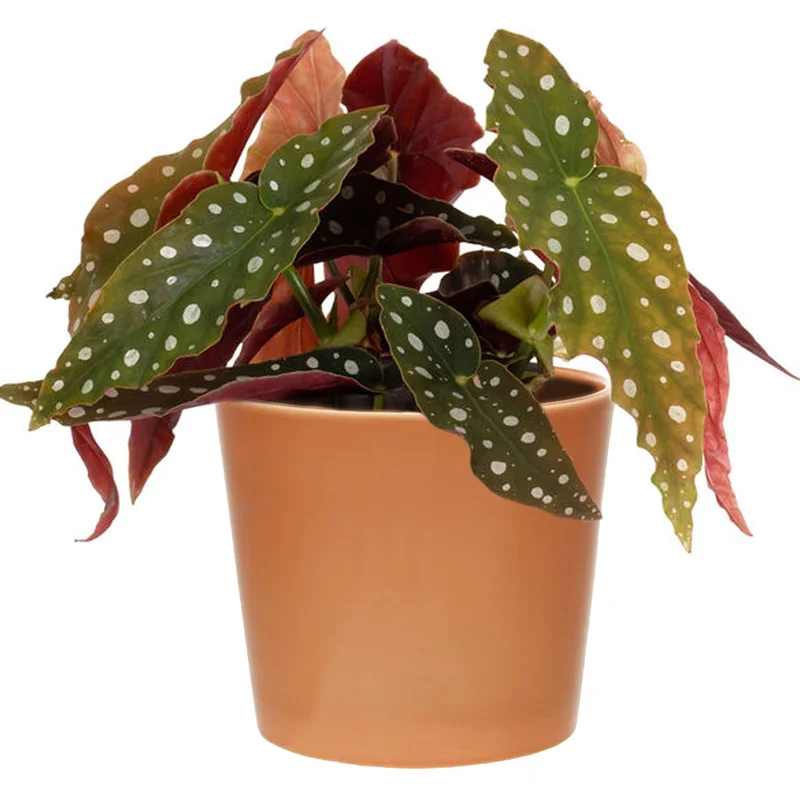 247plants3861934