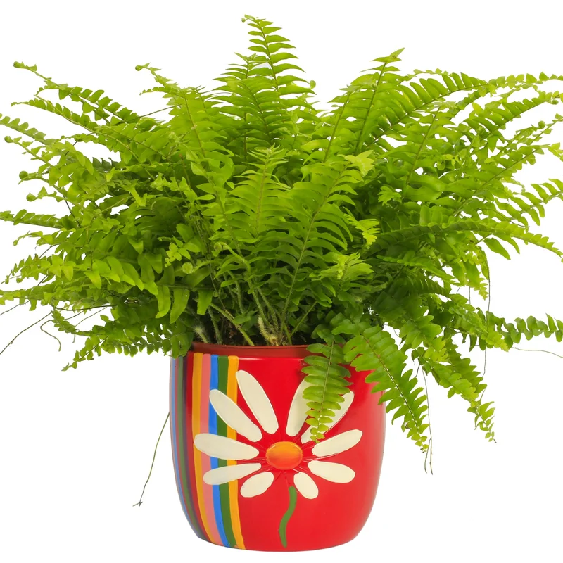 247plants3862115