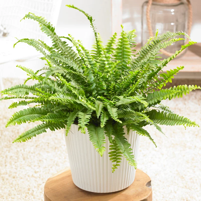 247plants3862176