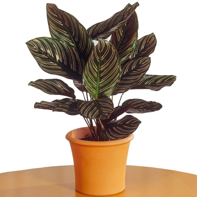 247plants3862213