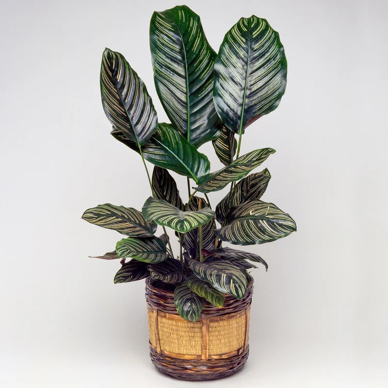 247plants3862275