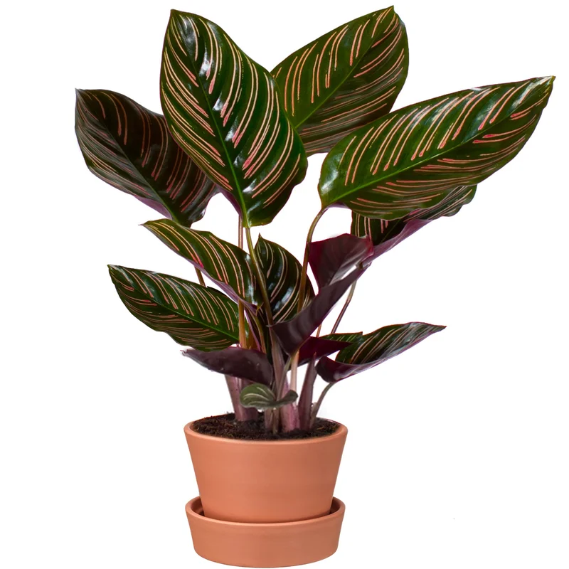 247plants3862428