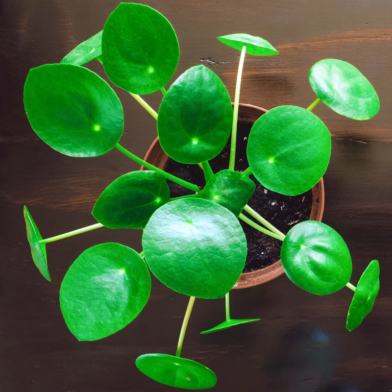 247plants3862777