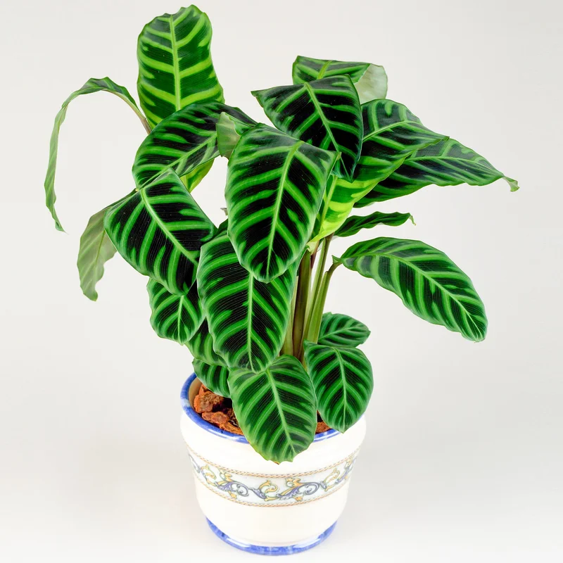 247plants3862868