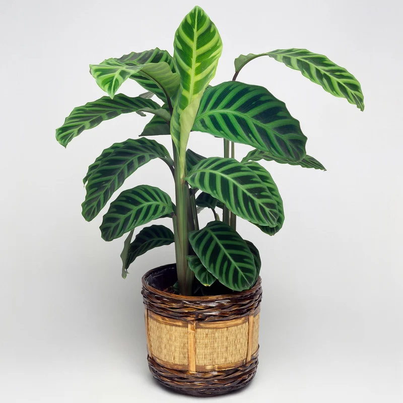 247plants3862923