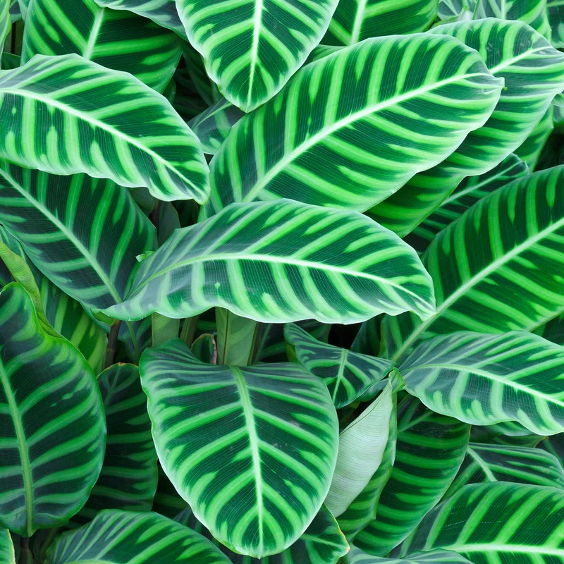 247plants3863010