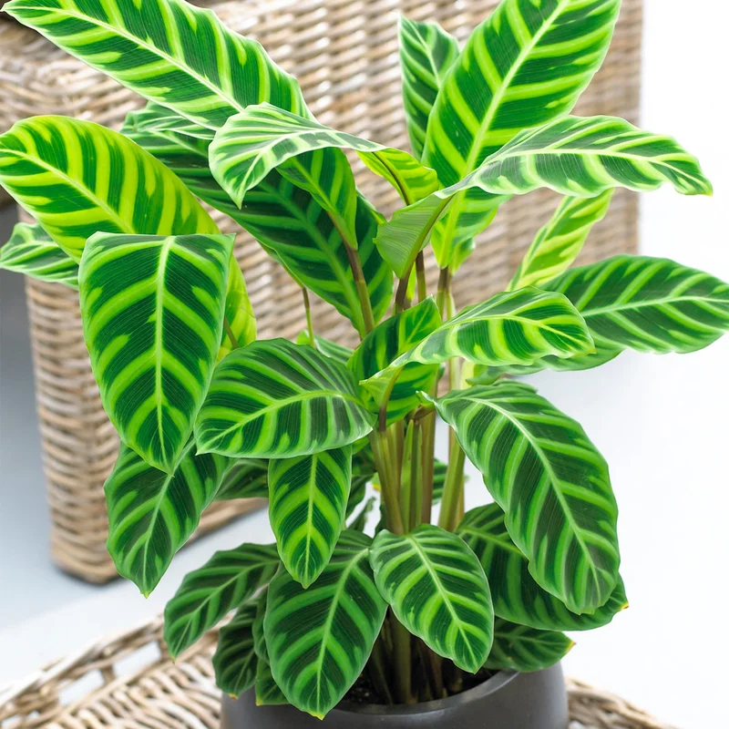247plants3863117