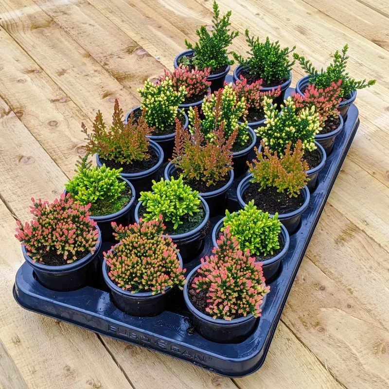 247plants3863213