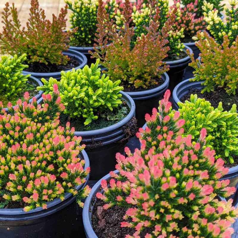 247plants3863308