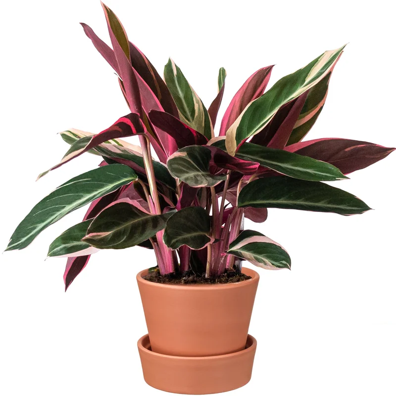 247plants3863349