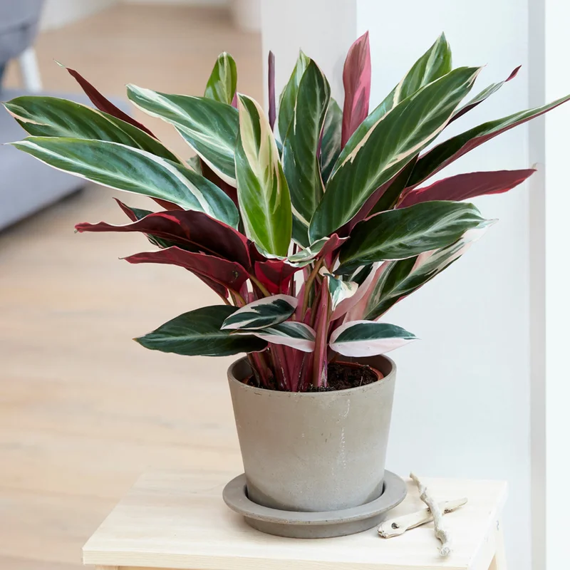 247plants3863432