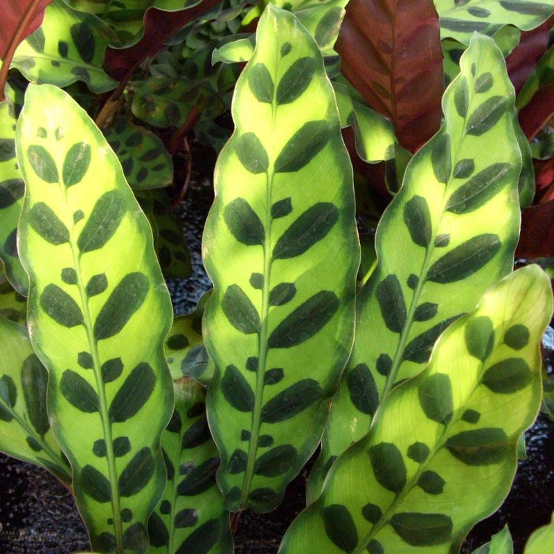 247plants3863494