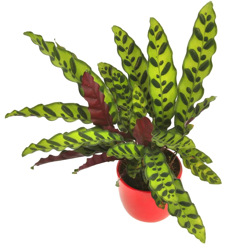 247plants3863535
