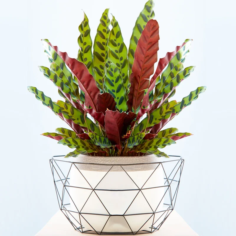 247plants3863576