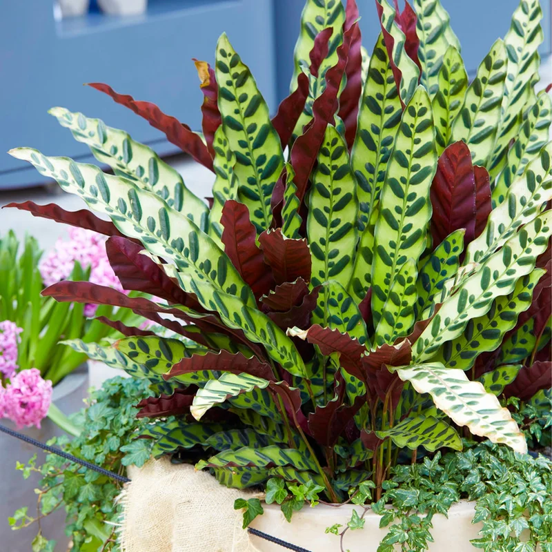 247plants3863641