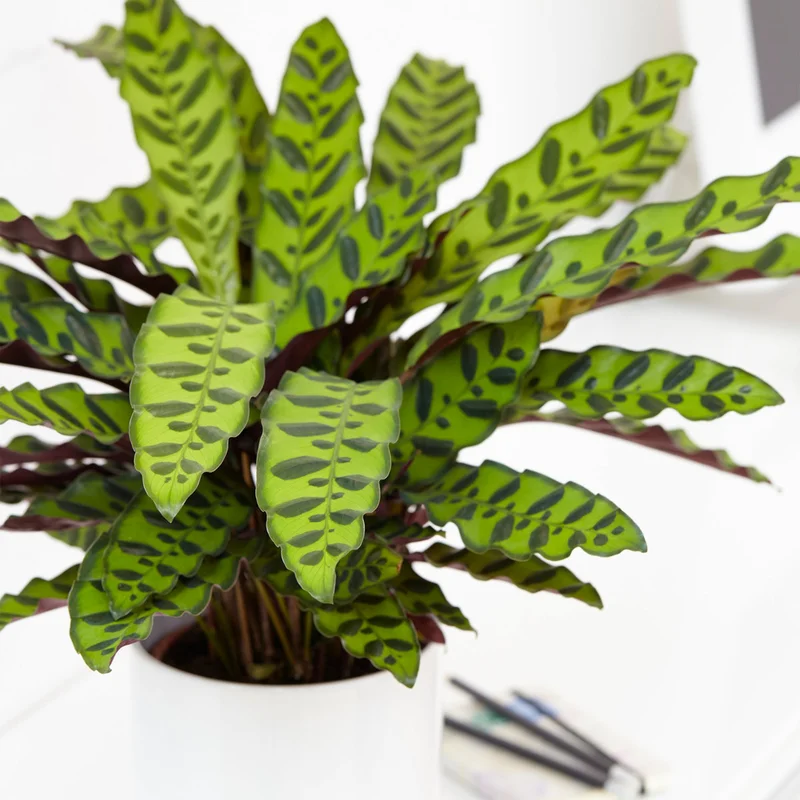 247plants3863683
