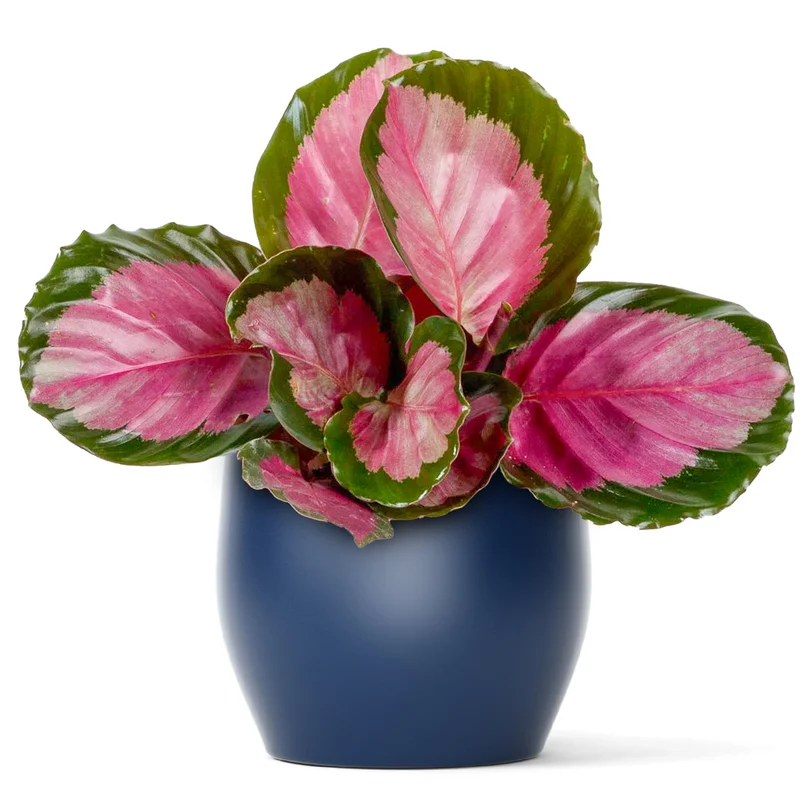 247plants3863903