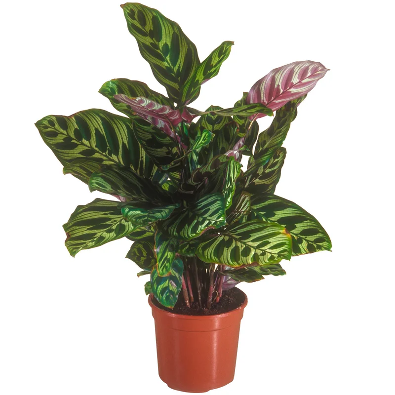 247plants3864470